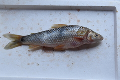 Megaleporinus muyscorum