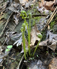 Deparia acrostichoides