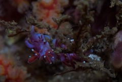 Paraflabellina funeka