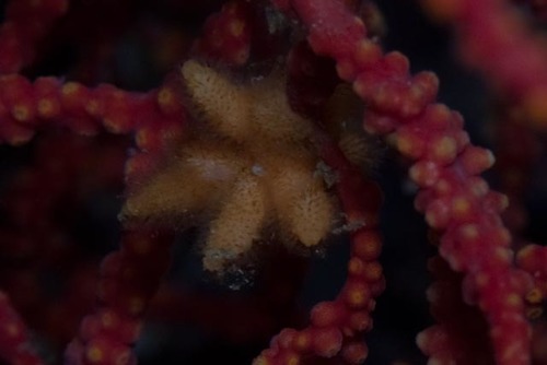 Representative image of Turbicellepora