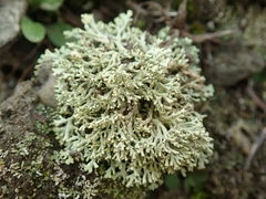 Xanthoparmelia molliuscula