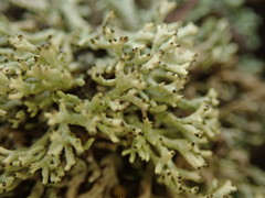 Xanthoparmelia molliuscula