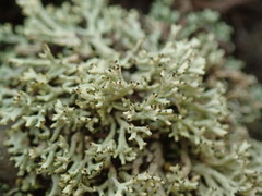 Xanthoparmelia molliuscula