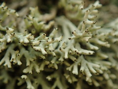 Xanthoparmelia molliuscula