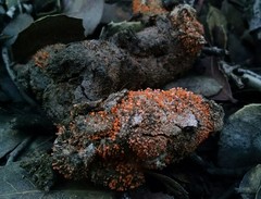 Stilbella fimetaria