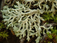 Xanthoparmelia molliuscula