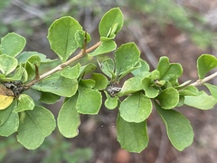 Graptophyllum excelsum