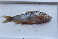 Megaleporinus muyscorum