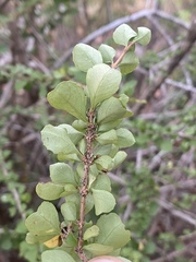 Graptophyllum excelsum