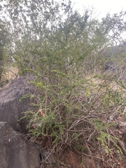 Graptophyllum excelsum