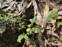 Mentha laxiflora