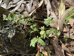 Mentha laxiflora