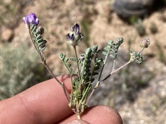 Astragalus didymocarpus