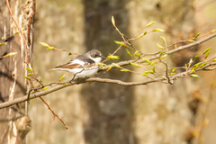 Ficedula semitorquata