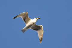 Larus argentatus smithsonianus