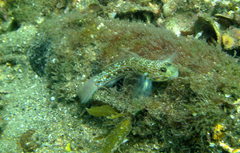 Istigobius hoesei