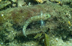 Istigobius hoesei
