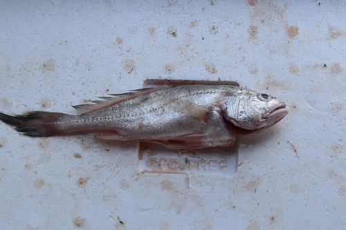 Pacora croaker (Plagioscion surinamensis) — Sciaenidae — 3