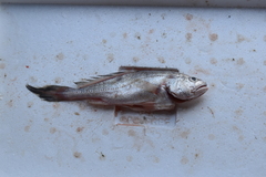 Plagioscion magdalenae
