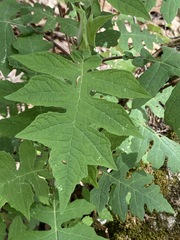 Polymnia laevigata