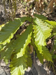 Quercus