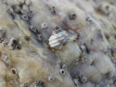 Littorina brevicula