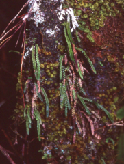 Stenogrammitis saffordii