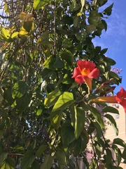 Magnoliopsida