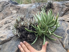 Dudleya attenuata × edulis