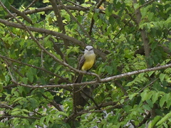 Tyrannus melancholicus