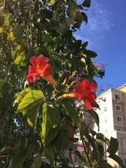 Magnoliopsida