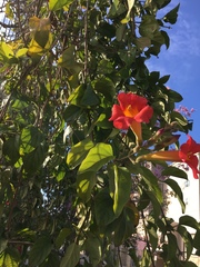 Magnoliopsida
