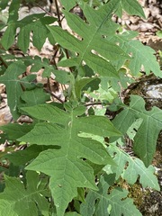 Polymnia laevigata
