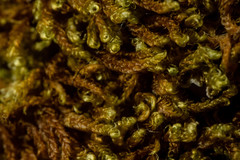 Hypnum cupressiforme cupressiforme