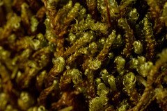 Hypnum cupressiforme cupressiforme