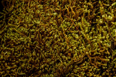 Hypnum cupressiforme cupressiforme