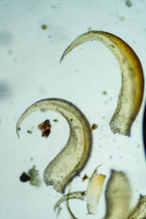 Hypnum cupressiforme cupressiforme