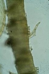 Hypnum cupressiforme cupressiforme