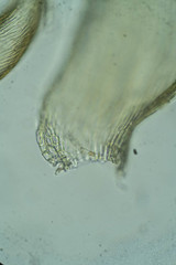 Hypnum cupressiforme cupressiforme