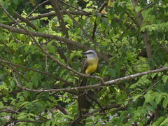 Tyrannus melancholicus
