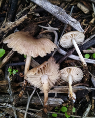 Marasmius albogriseus