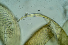 Hypnum cupressiforme cupressiforme