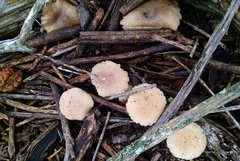 Marasmius albogriseus