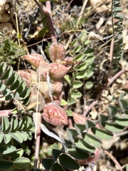 Astragalus lentiginosus nigricalycis