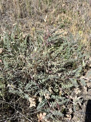 Astragalus lentiginosus nigricalycis