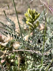 Astragalus lentiginosus nigricalycis