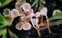 Marasmius albogriseus