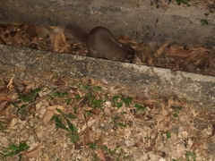 Melogale moschata