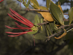 Tristerix verticillatus