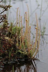 Drosera filiformis